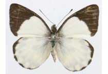 DELIAS AROAE SSP. YABENSIS